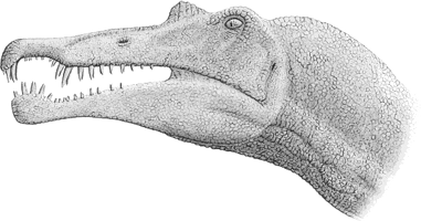 The skull of a spinosaurus