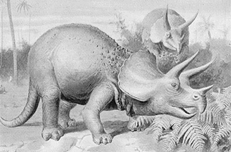 Two triceratops
