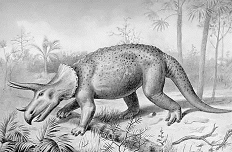 A triceratops and vegetation