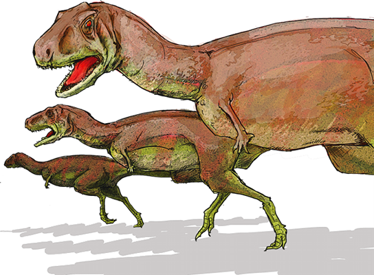 Three aucasaurus
