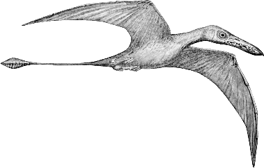 A flying rhamphorhynchus